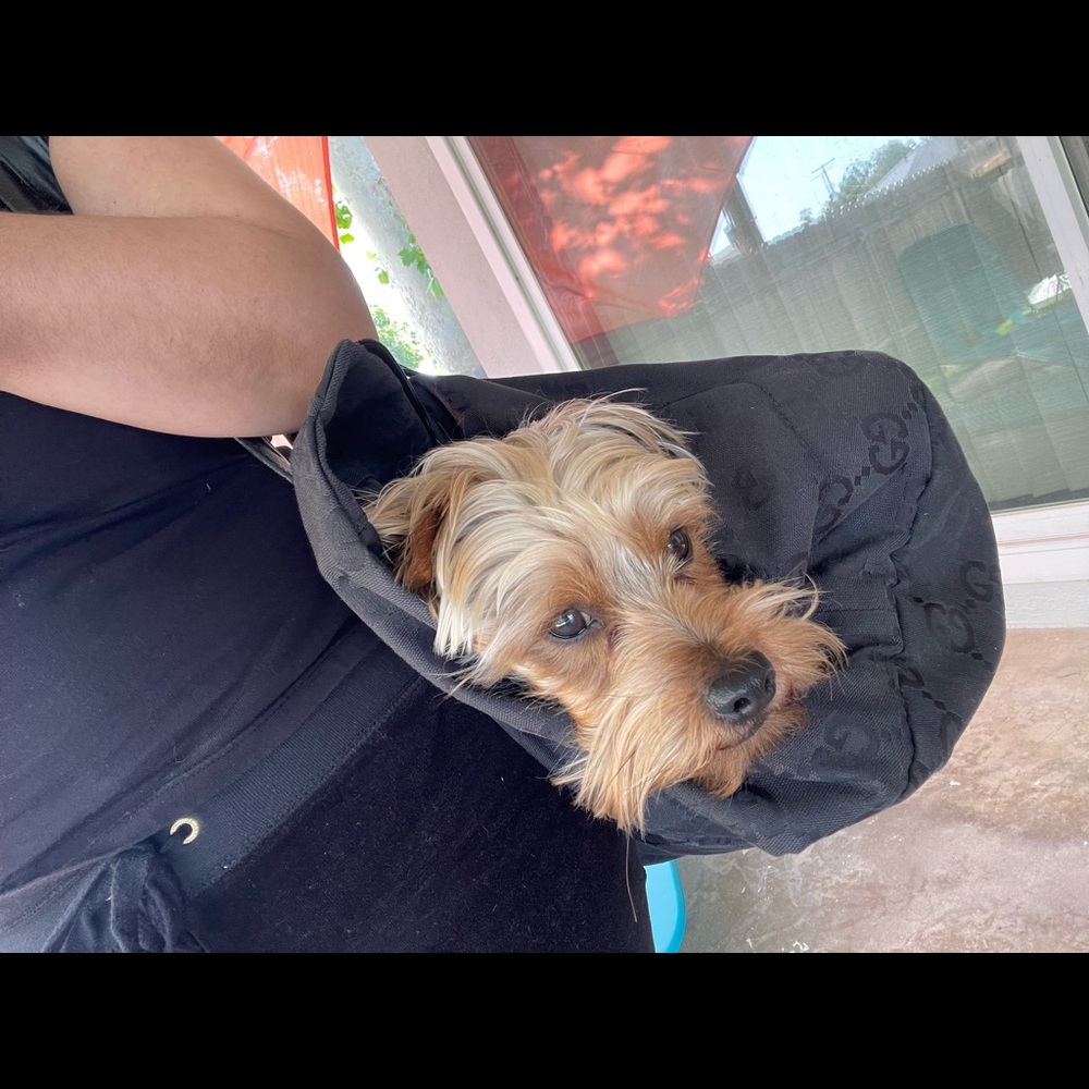 SOLD Gucci Pet Carrier - Picture 13 of 15